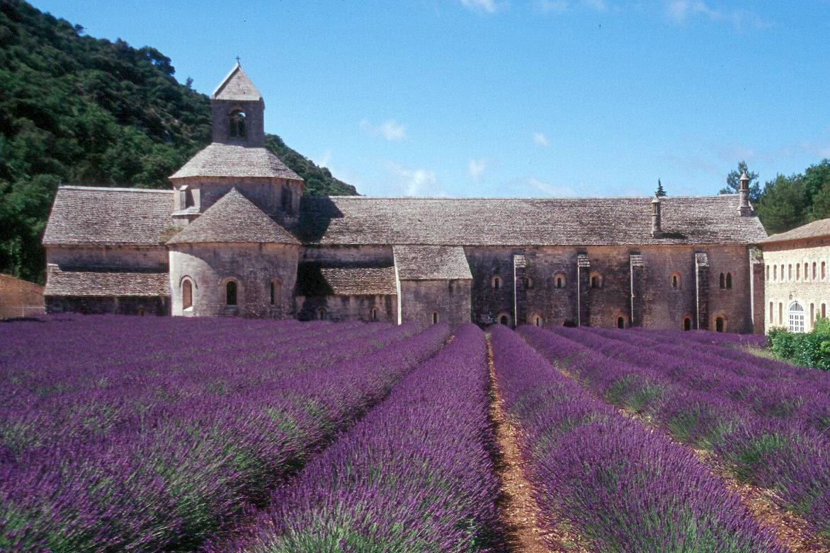 L'abbaye de Sénanque et ses champs de lavandes