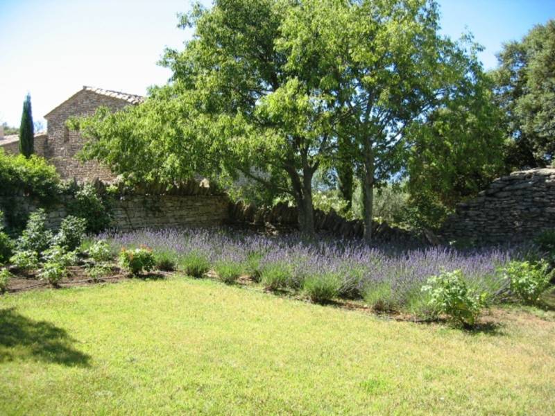 Champ de lavandes en fleur