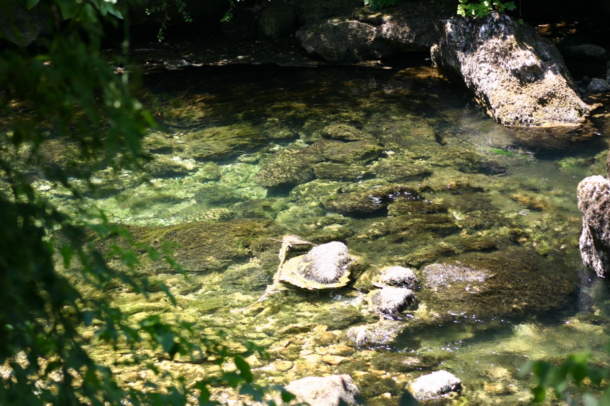 La sorgue, une eau pure
