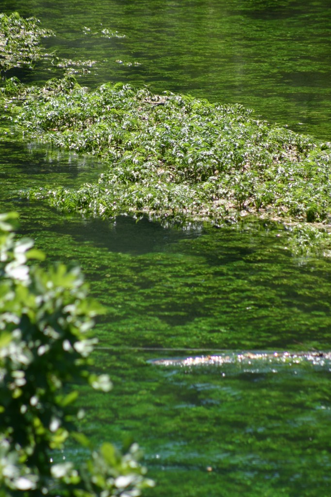 La Sorgue, superbe cours d'eau en Vaucluse