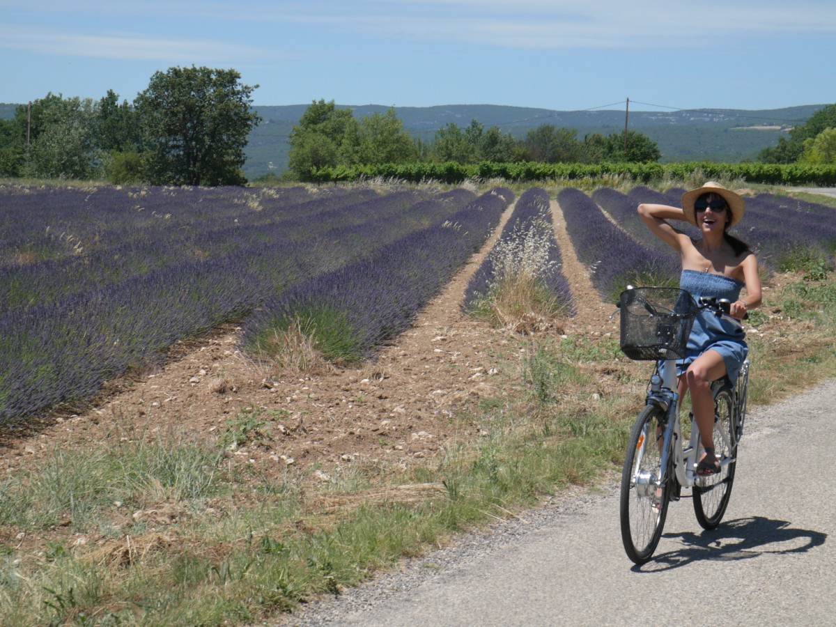 Lavandes et chemins de randonnées à vélo