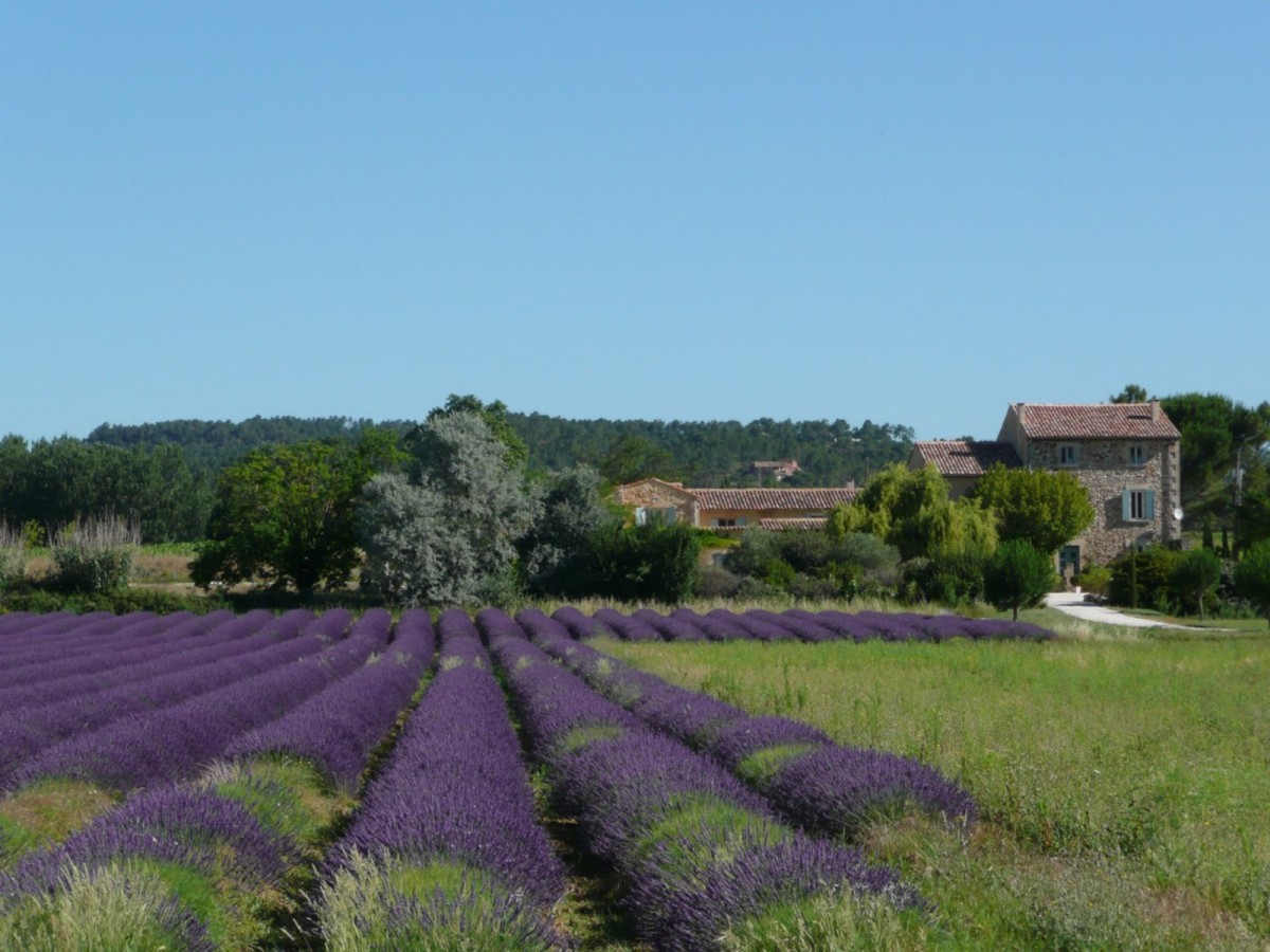 Lavandes de Provence