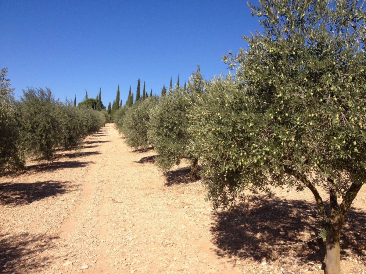 Oliviers, thym, lavande, cyprès senteurs provençales