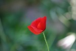 Lors de vos locations saisonnières en Provence, visitez le PARC NATUREL DU LUBERON