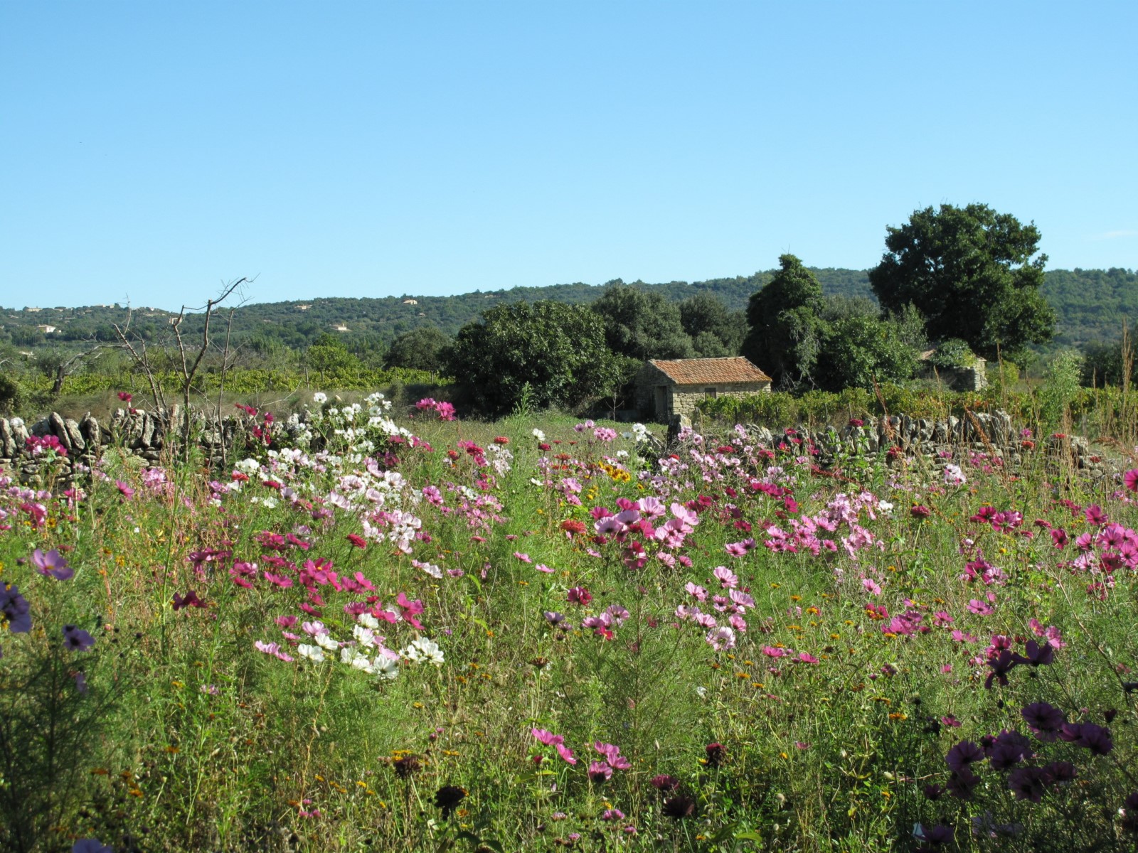 Proche de Cabrières d'Avignon, authentique village Provençal