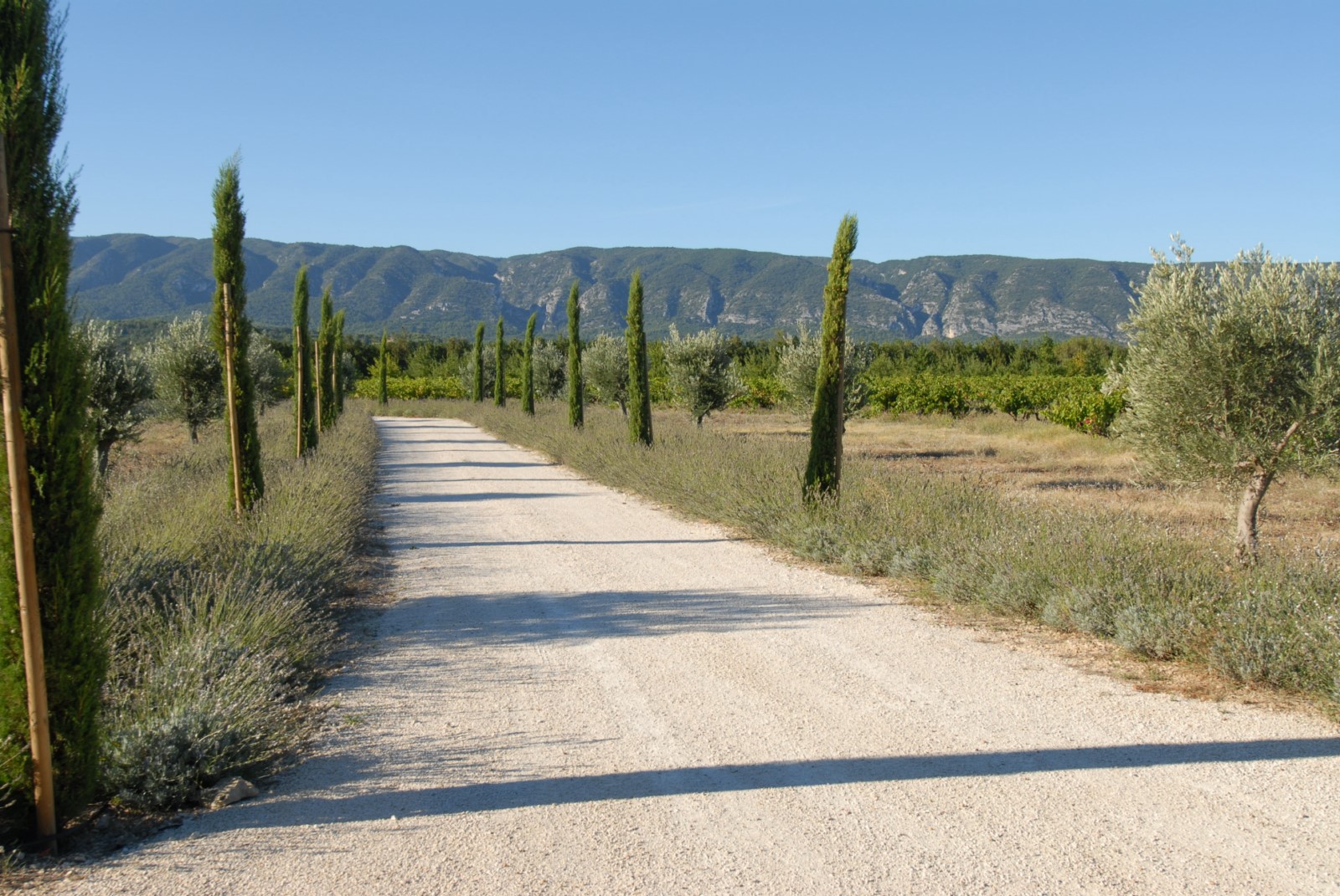 Le Luberon en toile de fond
